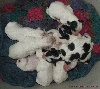  - Naissance de 9 chiots Setter Anglais