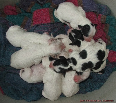 Naissance de 9 chiots Setter Anglais