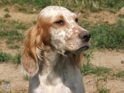 Chiot setter anglais mâle disponible