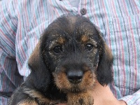 Lilipuce